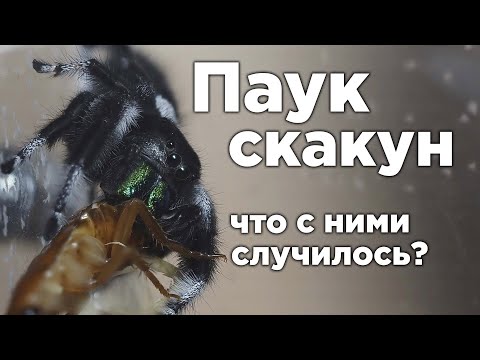 Видео: ЧТО СЛУЧИЛОСЬ С ПАУКАМИ СКАКУНАМИ?