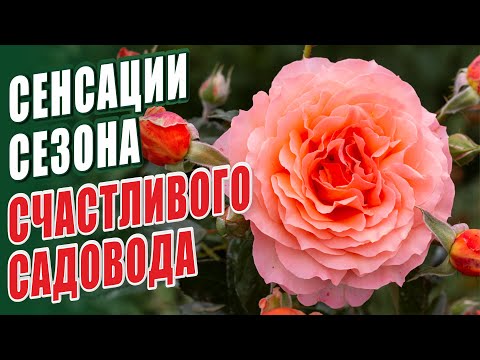 Видео: СЕНСАЦИИ СЕЗОНА СЧАСТЛИВОГО САДОВОДА. НОВИНКИ СОРТОВ РОЗ В САДУ.