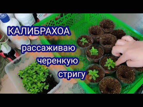 Видео: Калибрахоа. Рассаживаю укоренённые черенки. Стригу и укореняю черенки.
