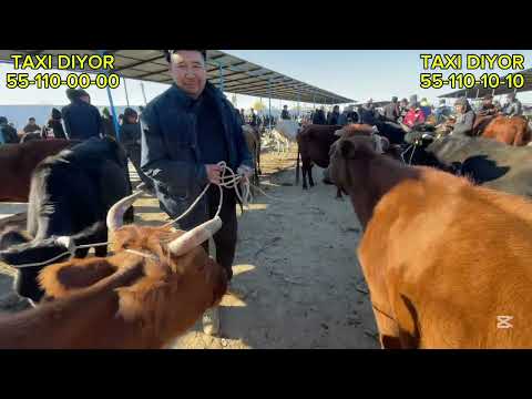 Видео: 19-ОКТЯБР/2025/ШЫМБАЙ МАЛ БАЗАРЫ/МАЛ БАЗАР 2025/ДЕМ БЕРМЕС МАЛ БАЗАР