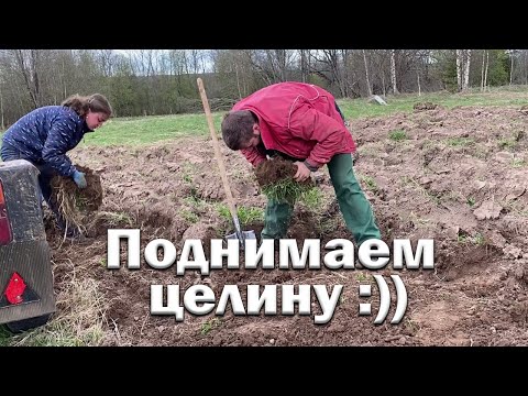 Видео: Не простой огород // Будем есть одну картошку