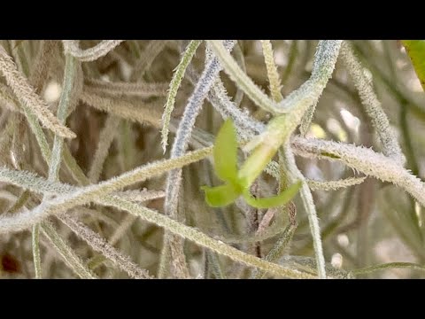 Видео: Tillandsia usneoides или тилландсия уснеевидная