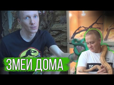 Видео: Змеиный питомник дома - опасность или удовольствие? / домашние змеи