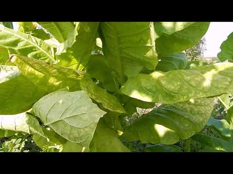 Видео: Обзор табака по сортам  Сезон 2018 г