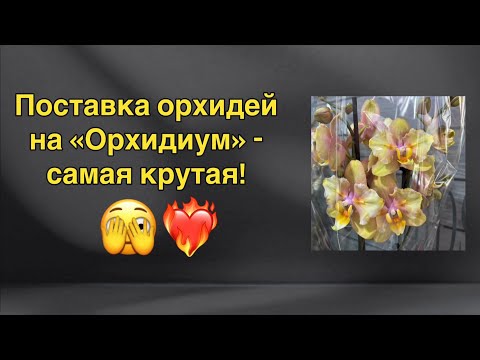 Видео: Обзор поставки орхидей на «Орхидиум» весной 2024!🔥🔥😈