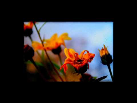 Видео: Чёрный Лукич - Завял Цветок