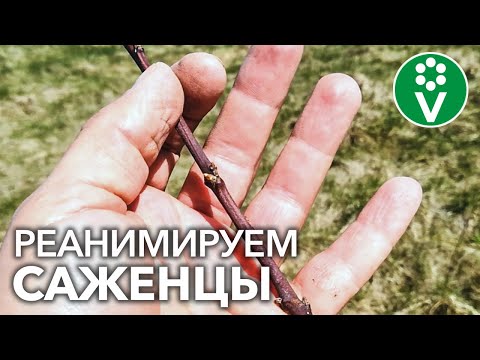 Видео: НЕ ПРОСЫПАЮТСЯ САЖЕНЦЫ, ЧТО ДЕЛАТЬ? Как оживить саженцы плодовых деревьев