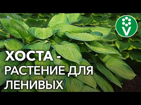 Видео: Секреты выращивания ХОСТЫ  в саду!