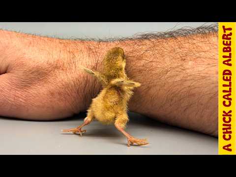 Видео: Яйцу размером со шмеля нужна помощь, чтобы выжить.
