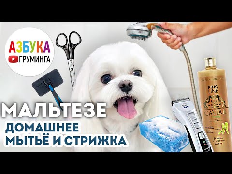 Видео: Мальтезе - домашнее мытье и стрижка