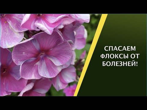 Видео: БОЛЕЗНИ ФЛОКСОВ: ОТКУДА БЕРУТСЯ И КАК ЛЕЧИТЬ!