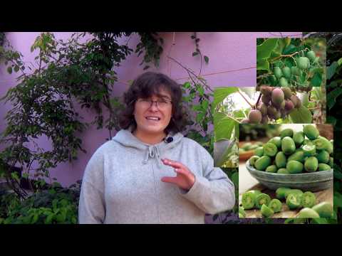 Видео: Актинидия или Северное Киви/ Actinidia or Arctic kiwi