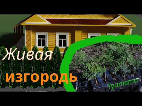 Видео: Живая изгородь