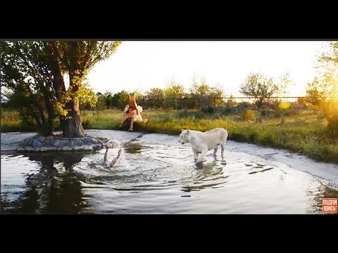 Видео: НЕВЕРОЯТНО !!! Львица заходит в воду и спасает человека ! Тайган .Крым.