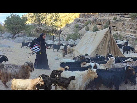 Видео: Выпас овец в опасных горах Ирана: жизнь девушек-кочевниц 🐏🌄✨