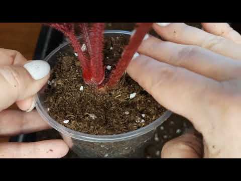 Видео: пересадочка.сохраняем объём горшка.