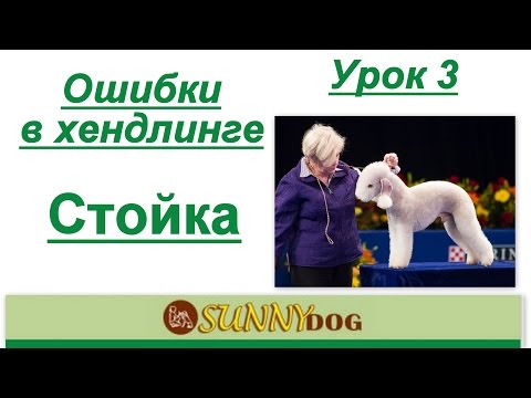 Видео: урок 3  ошибки хендлинга  стойка   самые главные ошибки ринговой дрессировки