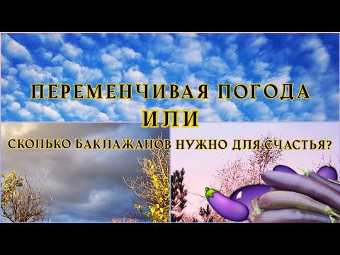 Видео: Завершение сезона баклажанов🍆/Открытие сезона "Оливье/Потрясающая красота вокруг/ОДНА В ДЕРЕВНЕ👱🏼‍♀️