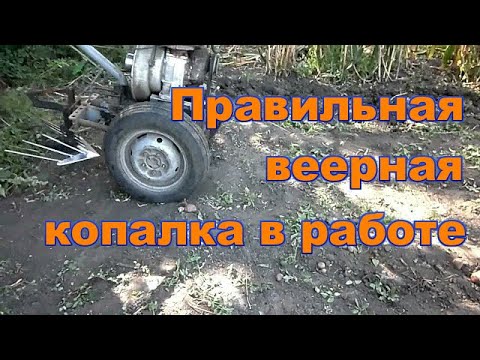 Видео: Копаем картошку мотоблоком  2019 г. Правильная веерная копалка к мотоблоку Уборка картошки