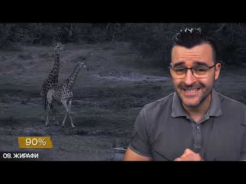 Видео: Топ 10 Странни ЛЮБОВНИ Ритуали ❤️ при ЖИВОТНИТЕ