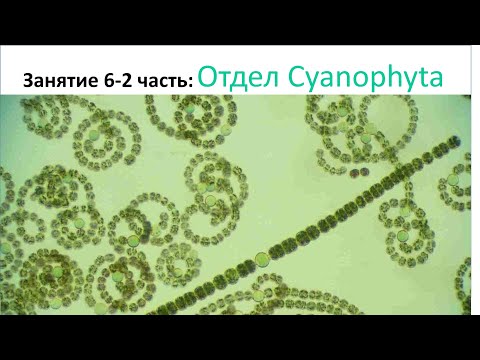 Видео: Малый практикум 6 занятие, часть 2: Цианобактерии