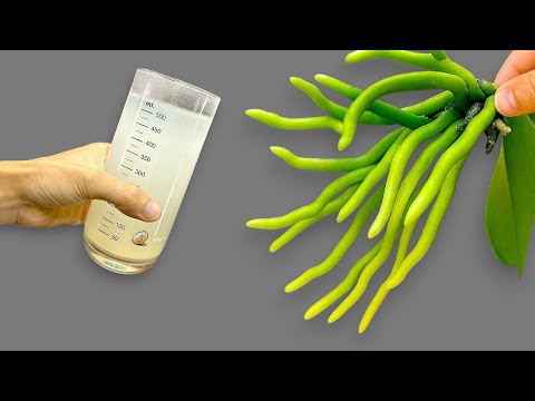 Видео: Эта чудо-вода мгновенно заставляет орхидеи отращивать корни