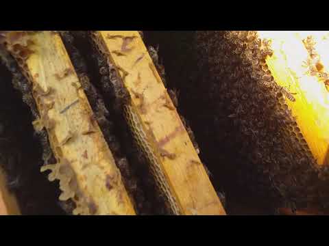 Видео: Каме сухбат дар вакти кор бо занбури ассал..кисми 1...11.05.2021