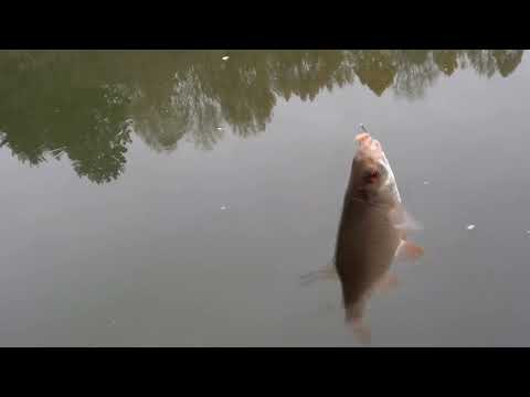 Видео: Рыбалка у дома .Поплавок.Октябрь.