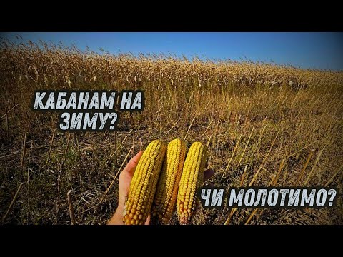 Видео: ЧИ ЗБЕРЕМ УРОЖАЙ ВЧАСНО❓ ЯКА ВОЛОГА❓ЗАГАНЯЄМО КОМБАЙНА❓