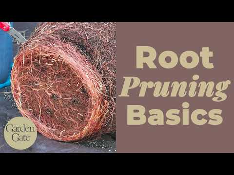 Видео: Основы обрезки корней | Как обрезать корни деревьев, выращенных в контейнерах