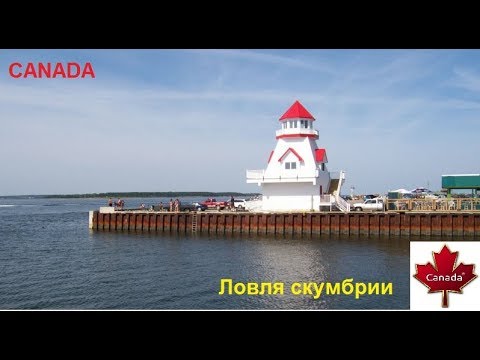 Видео: Рыбалка в Канаде- ловля скумбрии. Fishing in Canada, mackerel  fishing, Shediac