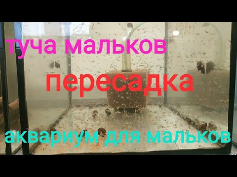 Видео: Работаю на разводне аквариумных рыбок, пересадка мальков, готовлю  аквариумы для пересадки мальков