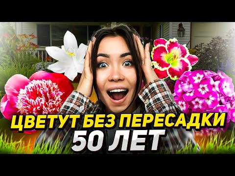 Видео: 🌼ДЕСЯТИЛЕТИЯМИ без пересадок: 15 самых долгоживущих цветов!