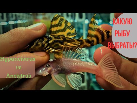 Видео: Анциструс vs Гипанциструс: Кого выбрать для аквариума?