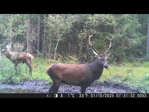 Видео: Кадры с фотоловушки: лоси, олени, кабаны. Беларусь