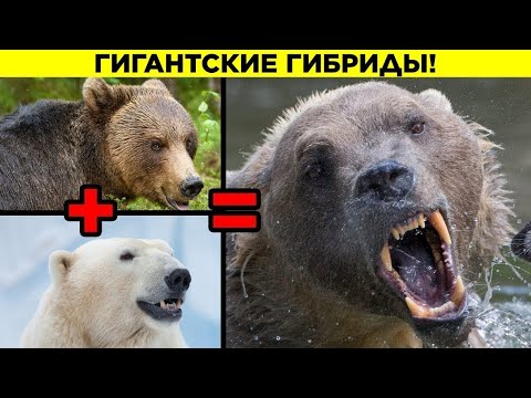 Видео: Самые Жуткие Гибриды Животных