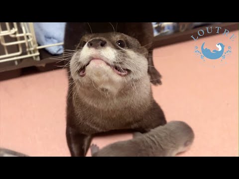 Видео: Носить маленьких выдр — тяжелая работа?!