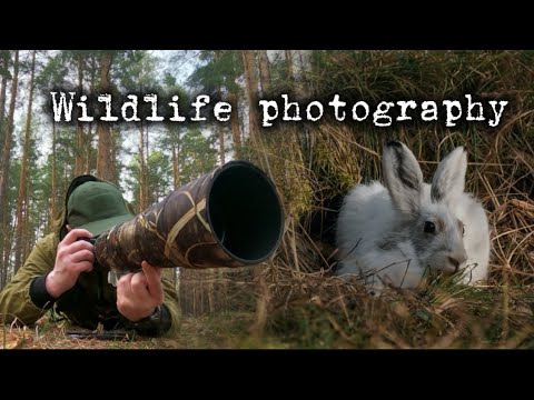 Видео: Фотоохота от первого лица, косуля, заяц беляк POV wildlife fotography
