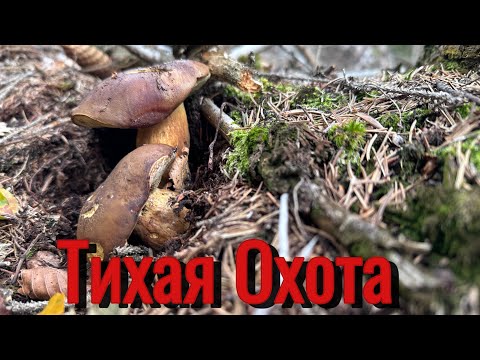 Видео: Поход за грибами.4 октября.Дубарь не реальный🥶