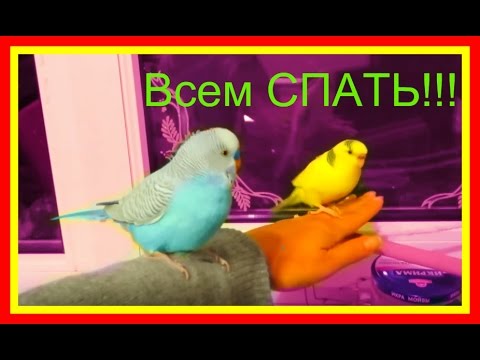 Видео: Как положить попугая спать🐥Волнистый попугайчик #Птицы