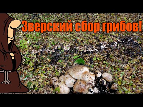Видео: Зверский сбор осенних грибов! Вешенка, Рядовка Тополевая, Барбарис, Терн, Тихая охота / mushrooms