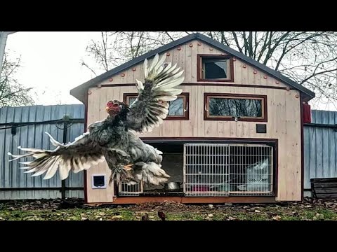 Видео: Прочистил дымоход, к отопительному сезону готов) Дачный будень #167