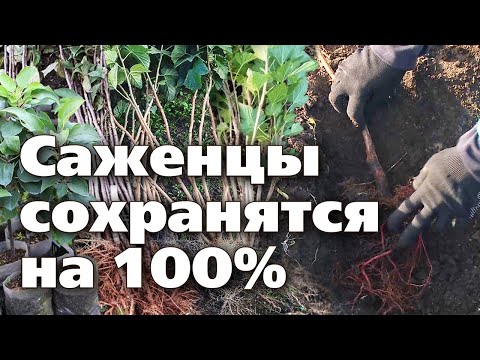 Видео: КАК СОХРАНИТЬ САЖЕНЦЫ ДО ВЕСЕННЕЙ ПОСАДКИ.  Делаем прикоп по всем правилам