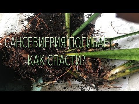 Видео: САНСЕВИЕРИЯ ПОГИБАЕТ!  Применяю все методы для спасения!