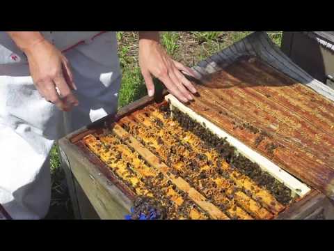 Видео: Три вида маточников