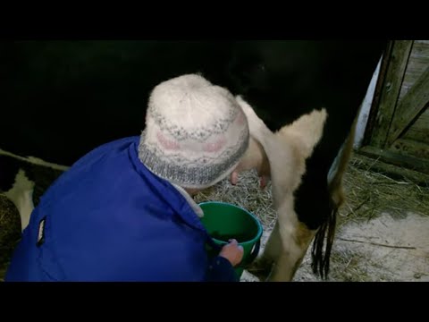 Видео: Переработка МОЛОКА, Дойка нашей КОРОВЫ