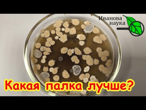 Видео: ЭТОЙ ПАЛКОЙ ГОНИТЕ ВСЕ БОЛЕЗНИ ПРОЧЬ! Где взять самую лучшую палочку. Смотреть до конца!