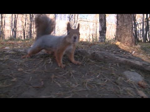 Видео: Чем лучше всего подкармливать белок?