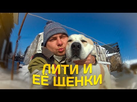Видео: Лити и ее щенки