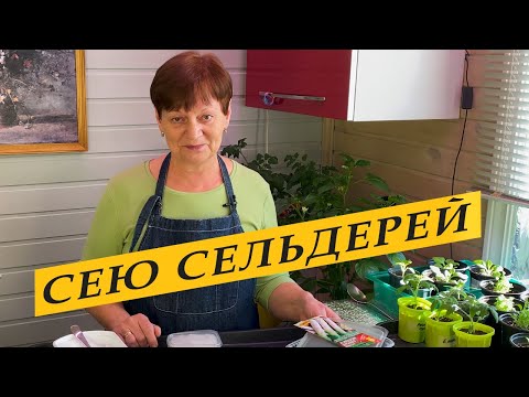 Видео: Пора сеять сельдерей.